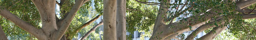 Global Education Programs random header image